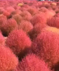 红色地肤如何繁殖