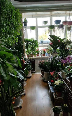 家庭养花用生根粉