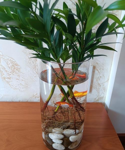 家庭养花用生根粉