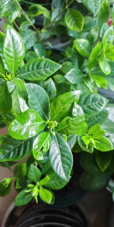 栀子花树树叶是什么气味