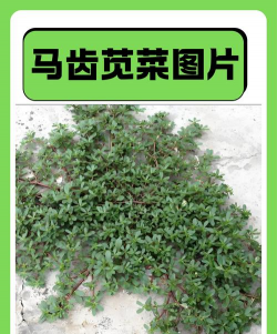 马苋菜的科属叫什么