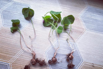 家庭养花用生根粉