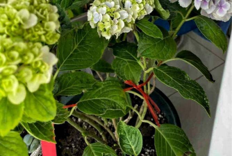 家庭养花用生根粉