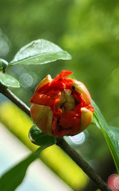 石榴花为什么总是落叶