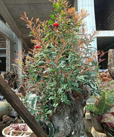 家庭养花用生根粉