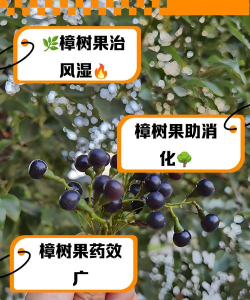 香樟树籽有什么用