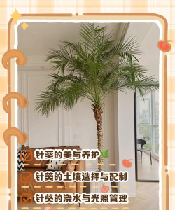 针葵树如何养护