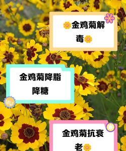 怎么养两色金鸡菊