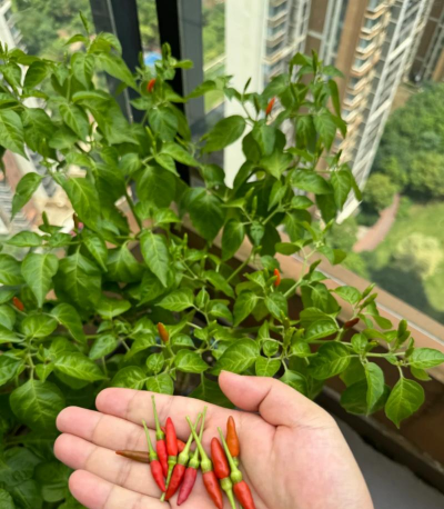 辣椒树打枝适合什么天气