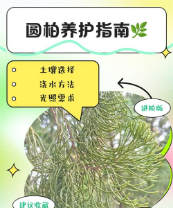 圆柏要如何养护