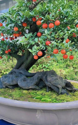 重庆金弹子土名叫什么