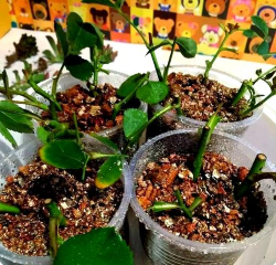 家庭养花用生根粉