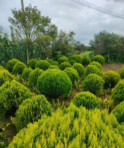 圆柏属于什么类的植物