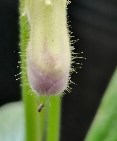 怎么让岩白菜早开花