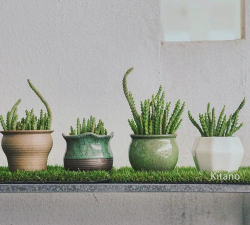 姬牛角多肉怎么养