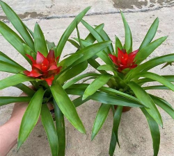 凤梨小红星什么时候扦插