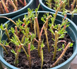 家庭养花用生根粉