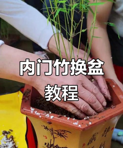 竹子盆景如何翻盆