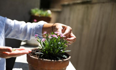 多年南非菊如何修剪