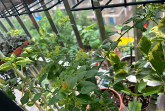 家庭养花用生根粉