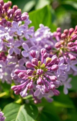 黑龙江市花是什么