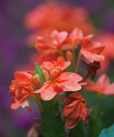 十字爵床怎么剪枝