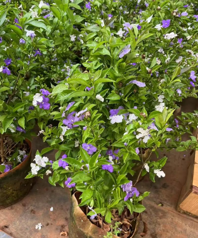 家庭养花用生根粉