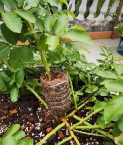 家庭养花用生根粉