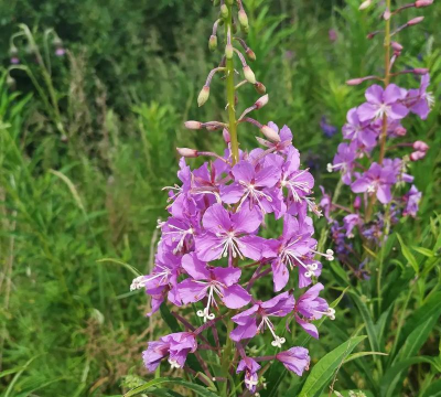 柳兰花的特点是什么