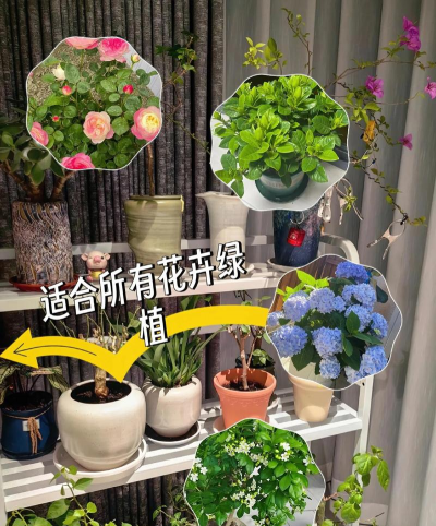 家庭养花用生根粉