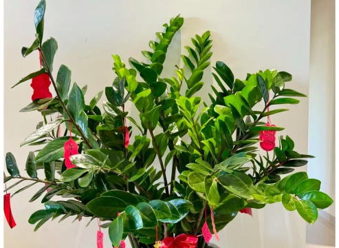 家庭养花用生根粉