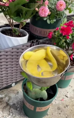 家庭养花用生根粉