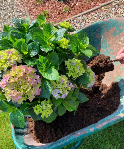 家庭养花用生根粉