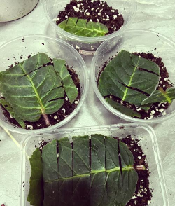 家庭养花用生根粉