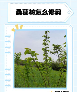 冬天如何修剪桑树