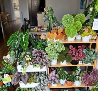 家庭养花用生根粉