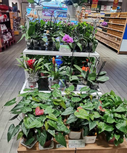 家庭养花用生根粉