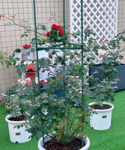 夏洛特养花方法