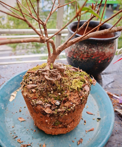 家庭养花用生根粉