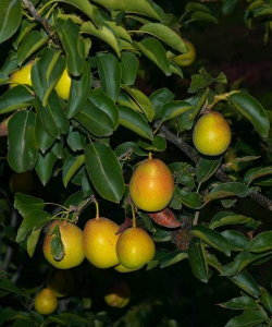 桃树梨树什么季节结果子