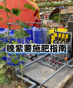 种紫薯什么时候施肥