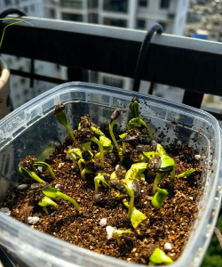 家庭养花用生根粉