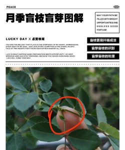 蔷薇木质化怎么办