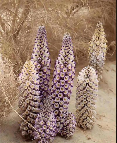 植物肉苁蓉能什么样子