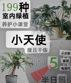 小天使花如何栽