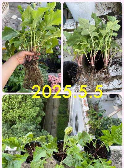 家庭养花用生根粉