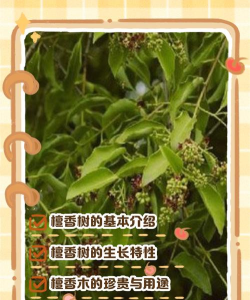 檀香树花有什么作用