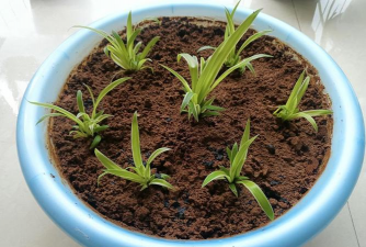 家庭养花用生根粉