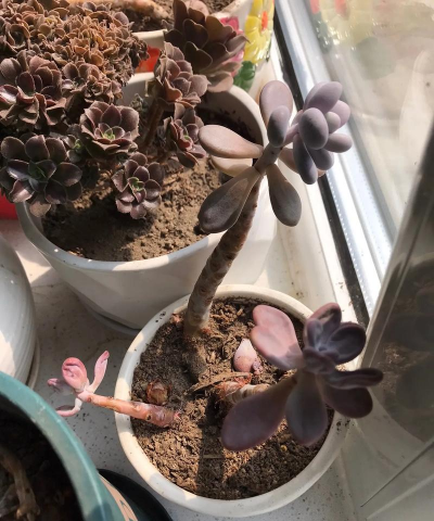 家庭养花用生根粉