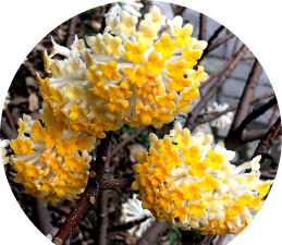 结香的英文怎么写